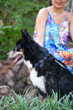 Load image into Gallery viewer, The Behold Collection Pet Fashion Collar and Leash sets for dogs by Sarah Camille Art
